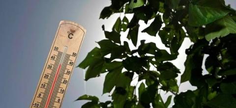 canicule